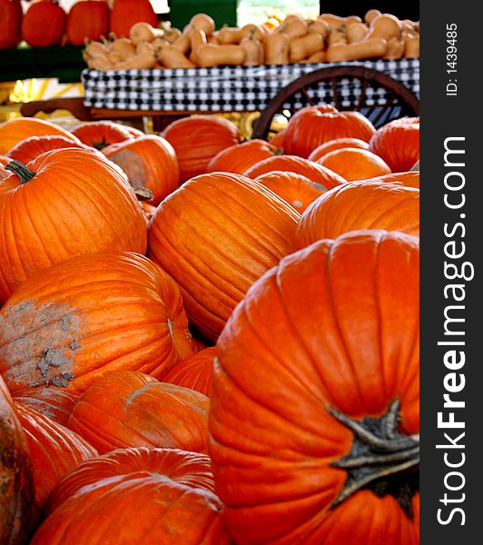 Pumpkins and Gourds In A Traditional Autumn Pumpkin Farm Scene.