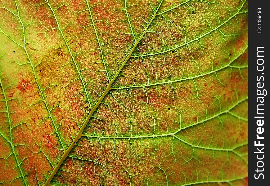 Macro of leaf detail, backlit
