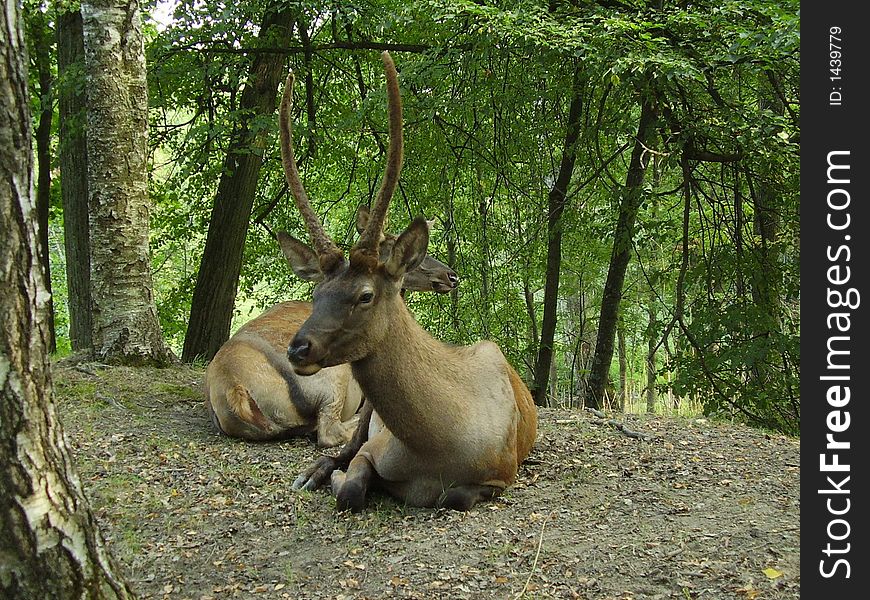 Couple of deers on rest in a wood