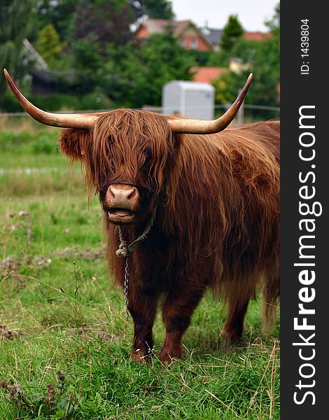 Danish cattle on the grass