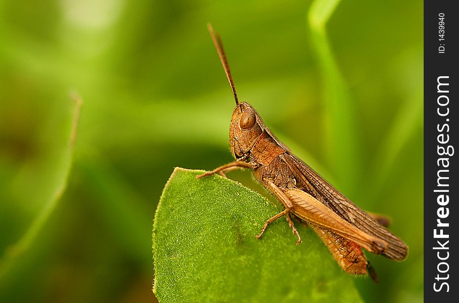 Close up on grasshopper in the field