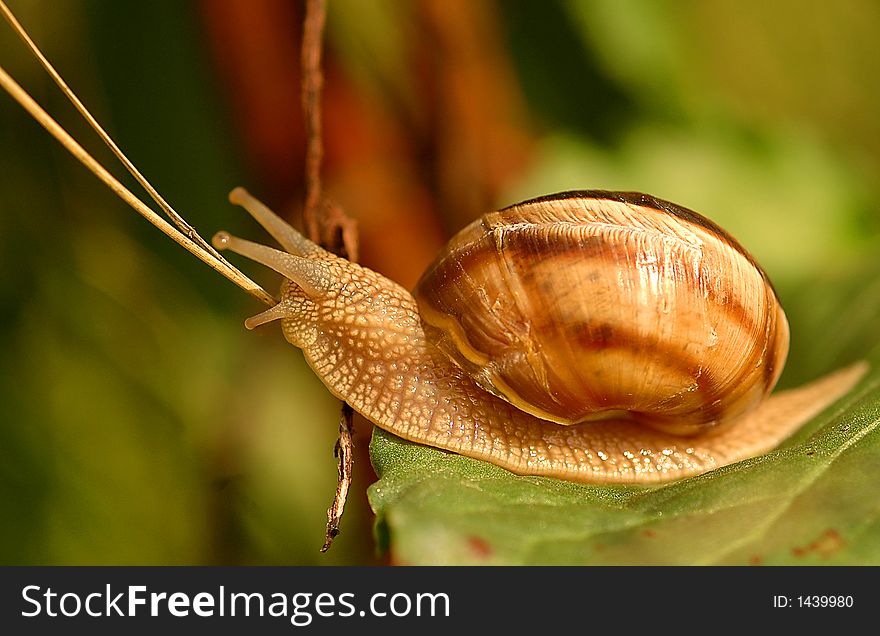 Close up on snail in the field