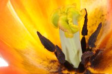 Tulip Extreme Close-up Stock Photography Tulip Extreme Close-up Stock Photography