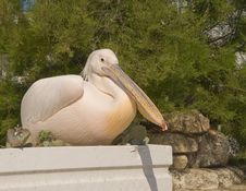 Pelican With A Pink-yellow Feathers Sitting Stock Photos Pelican With A Pink-yellow Feathers Sitting Stock Photos