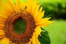 Sunflower & Flying Bee Royalty Free Stock Photos Sunflower & Flying Bee Royalty Free Stock Photos