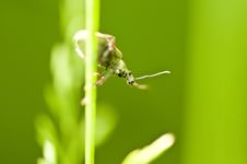 Beetle Sitting On Blade Of Grass Stock Photo