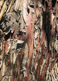 Free Pine Trunk Royalty Free Stock Photo - 14302525