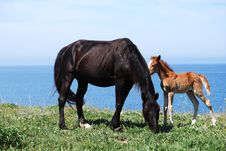 A Mare And A Foal Stock Photo A Mare And A Foal Stock Photo