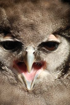 Milky Owl Stock Photos Milky Owl Stock Photos