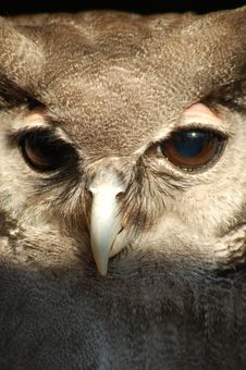 Milky Owl Royalty Free Stock Photos Milky Owl Royalty Free Stock Photos