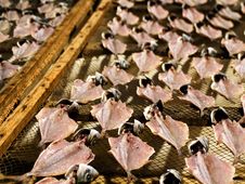 Fish Drying In The Sun Royalty Free Stock Photos Fish Drying In The Sun Royalty Free Stock Photos
