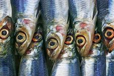 Fish Eye Royalty Free Stock Image Fish Eye Royalty Free Stock Image