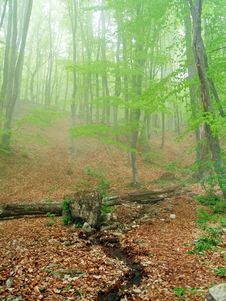 Forest In Fog Stock Image Forest In Fog Stock Image