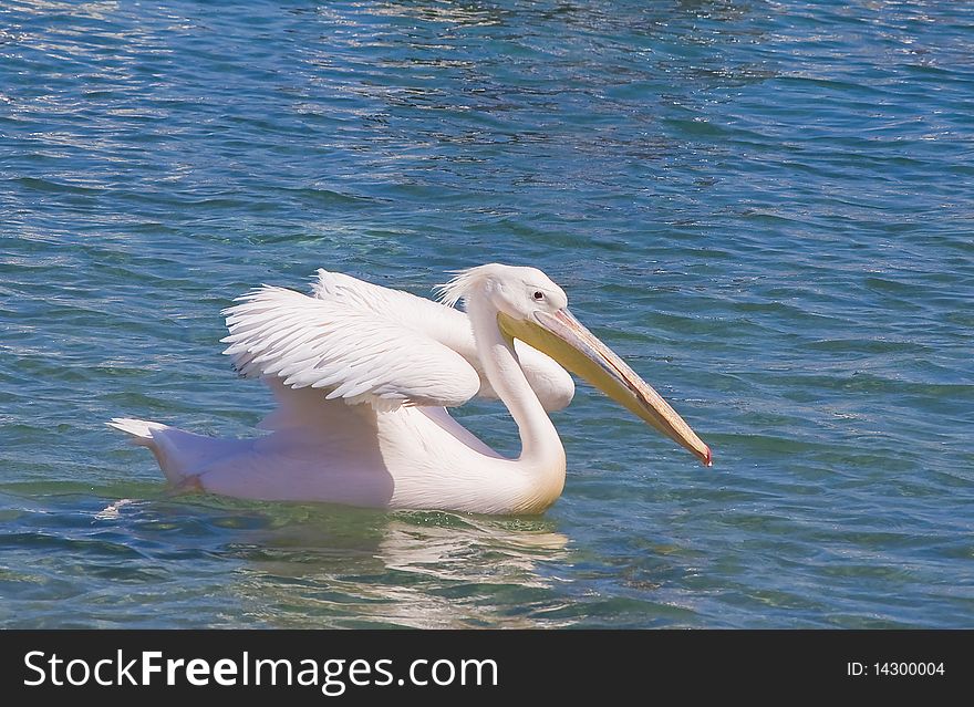 White pelican floating on the blue sea with outstretched wings