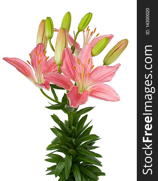 Pink Lily Isolated