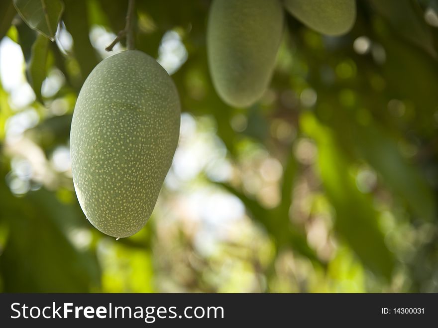 Mangoes are not ripe on the tree. Mangoes are not ripe on the tree.