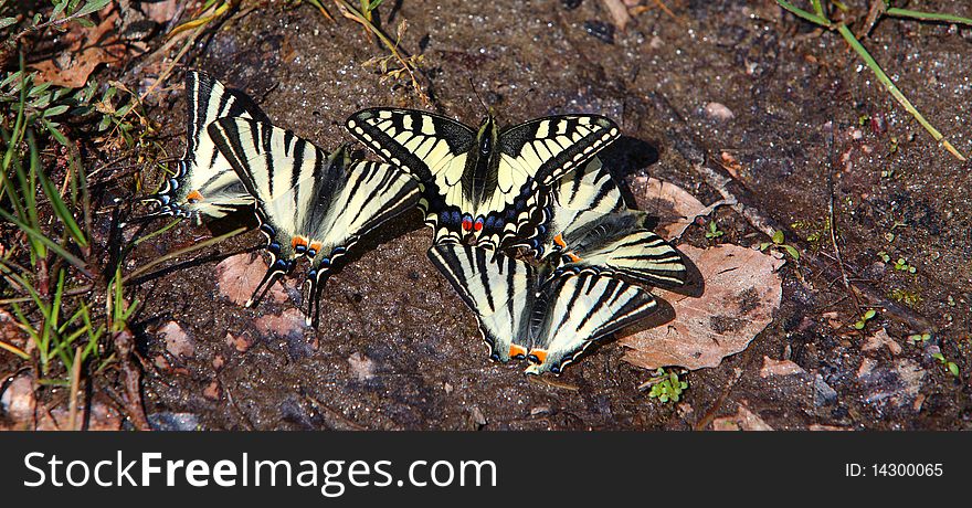 Old world swallowtail Papilio machaon butterflies in the forest