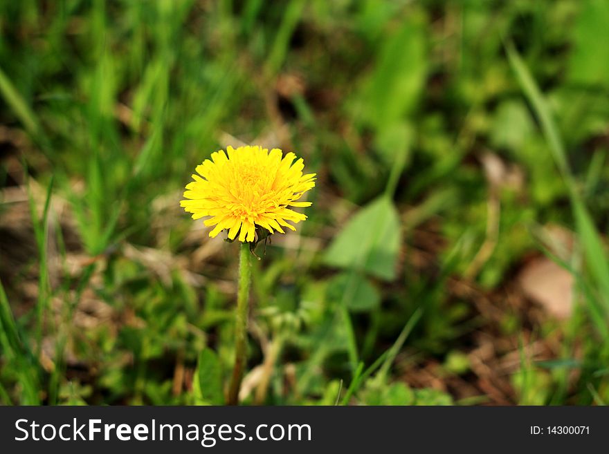 Dandelion against a grass. Small depth of sharpness
