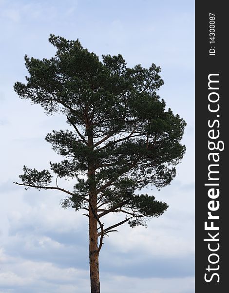 Pines against the blue sky. Pines against the blue sky