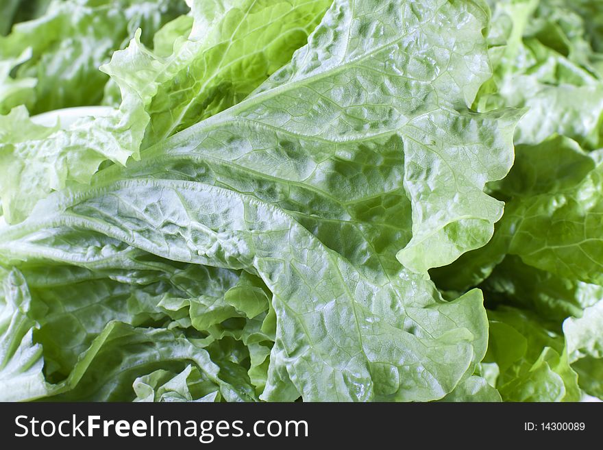 Close up of fresh green lettuce