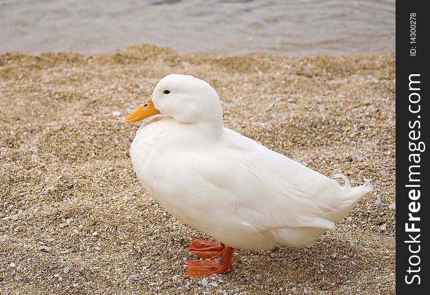 White duck with orange beak in the sand