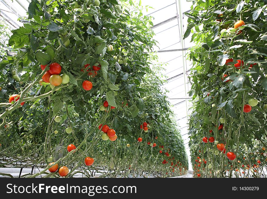 Tomatoes On The Branches In The Hothause