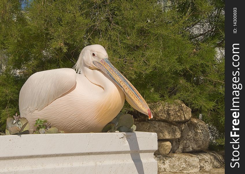Pelican With A Pink-yellow Feathers Sitting
