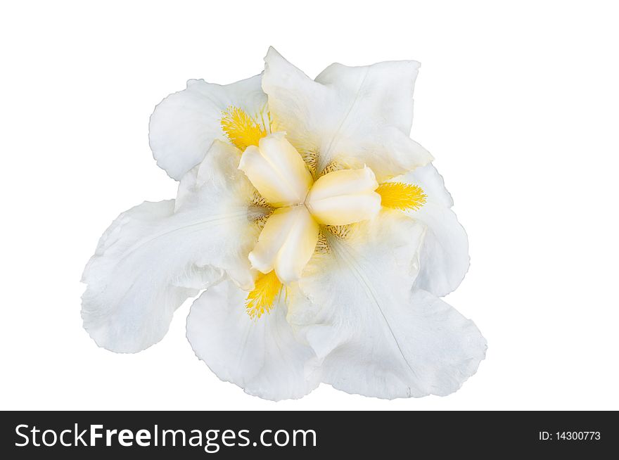 Flower an iris on a white background