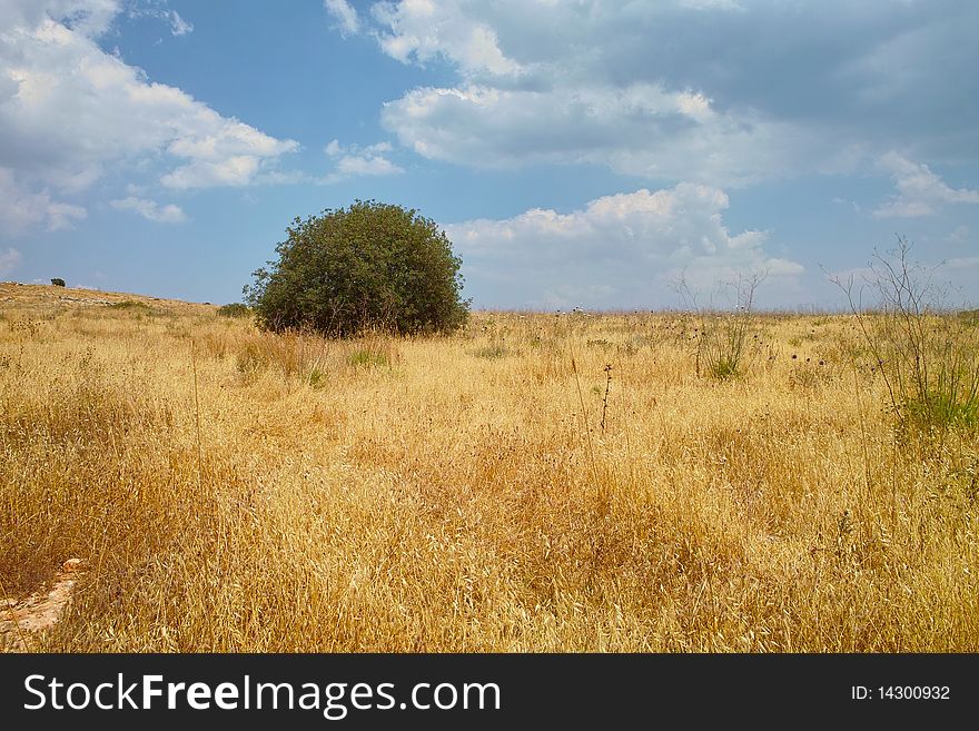 Solitary tree among yellow meadow