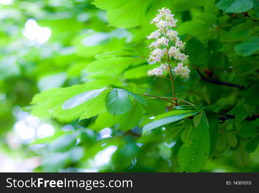 Chestnut tree branch with leaves and flowers