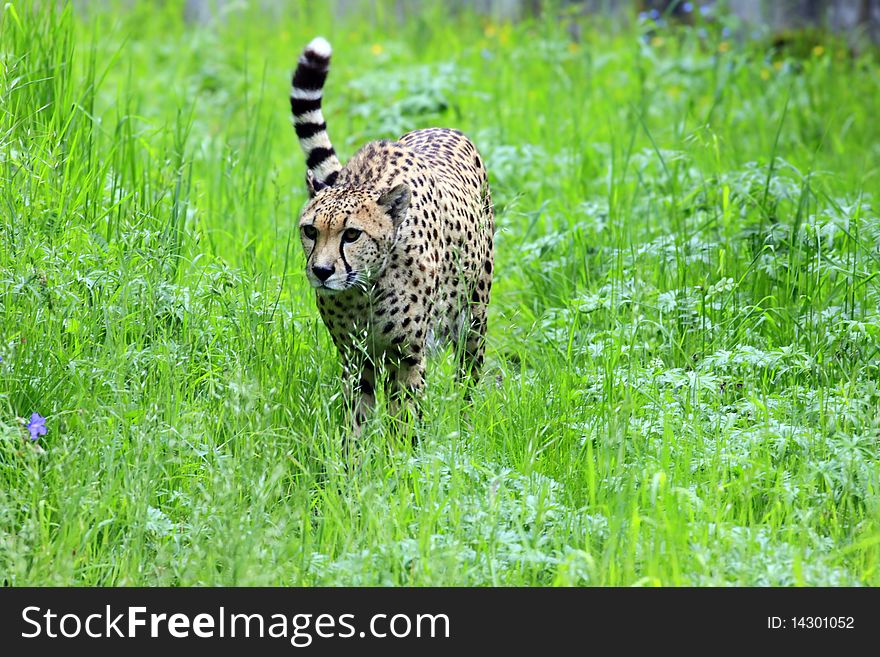 A photo of a cheetah