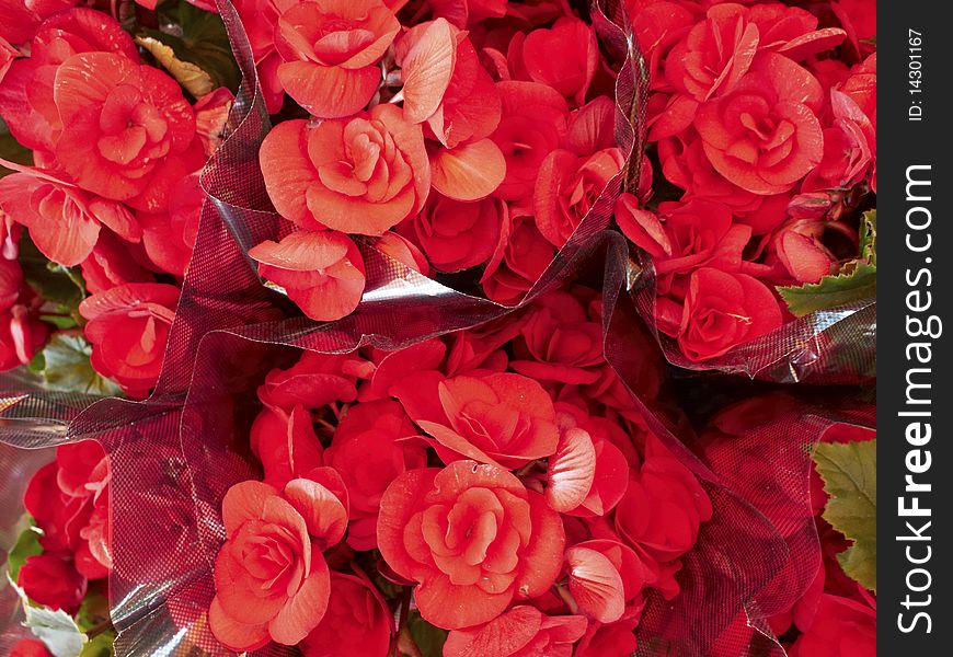 Bouquets of red begonia closeup background