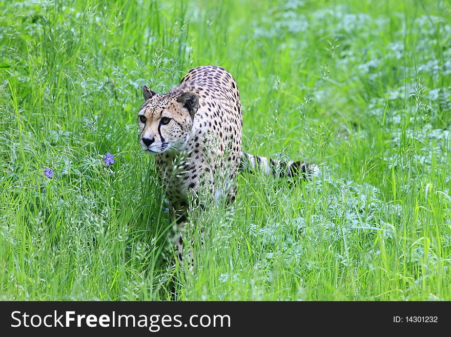 A photo of a cheetah