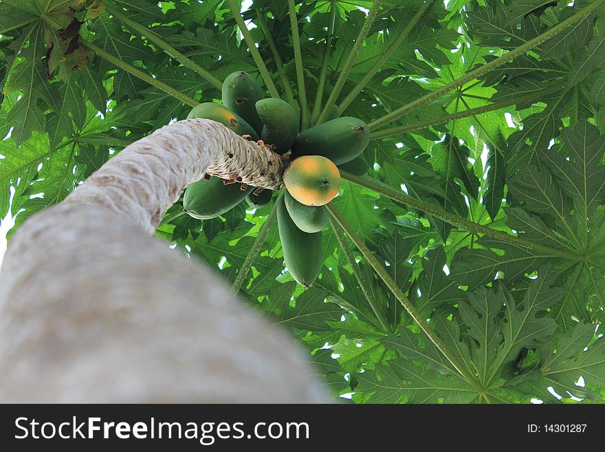 An image of a twisted papaya tree taken from an angle below.