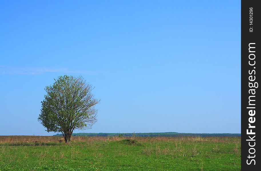 A tree in the field against the sky