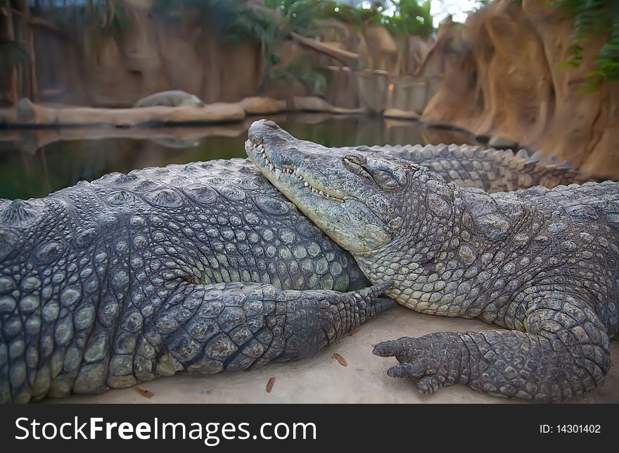 Rest time for two crocodiles