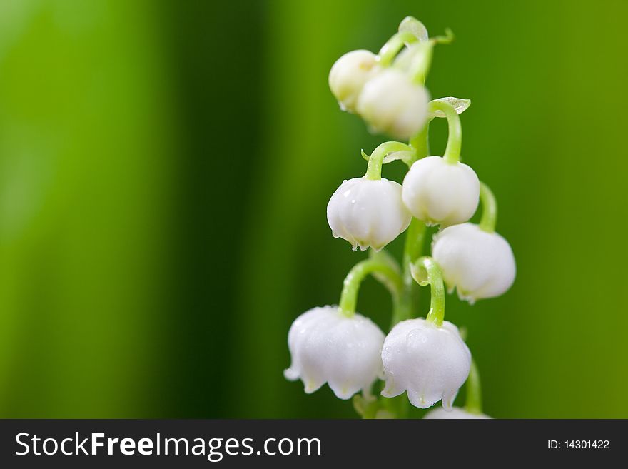 Twigs of Lilly of the valley isolated on white background. Twigs of Lilly of the valley isolated on white background
