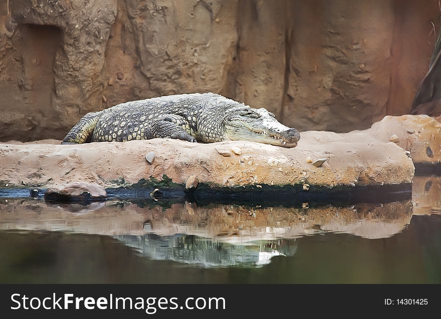 Rest time for crocodile in zoo