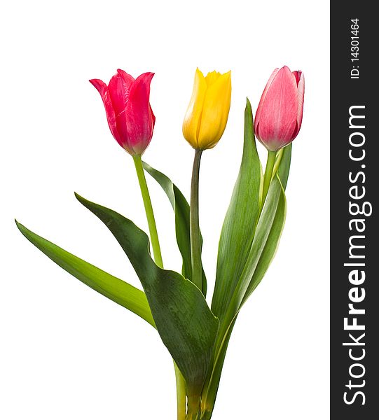 Three tulips red pink yellow isolated on white