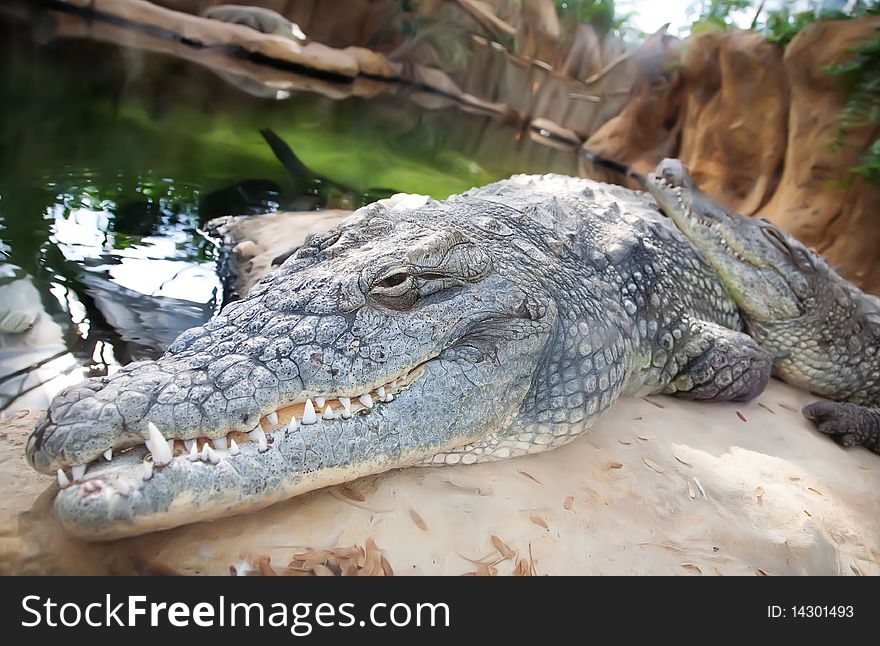 Rest time for two crocodiles