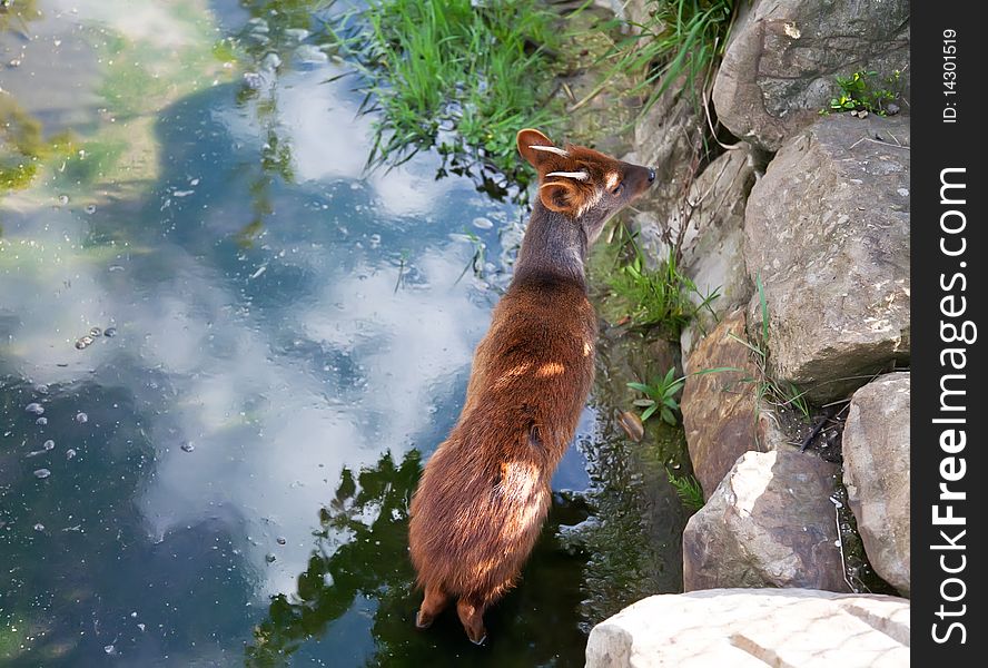 Small reindeer on the nature. Small reindeer on the nature