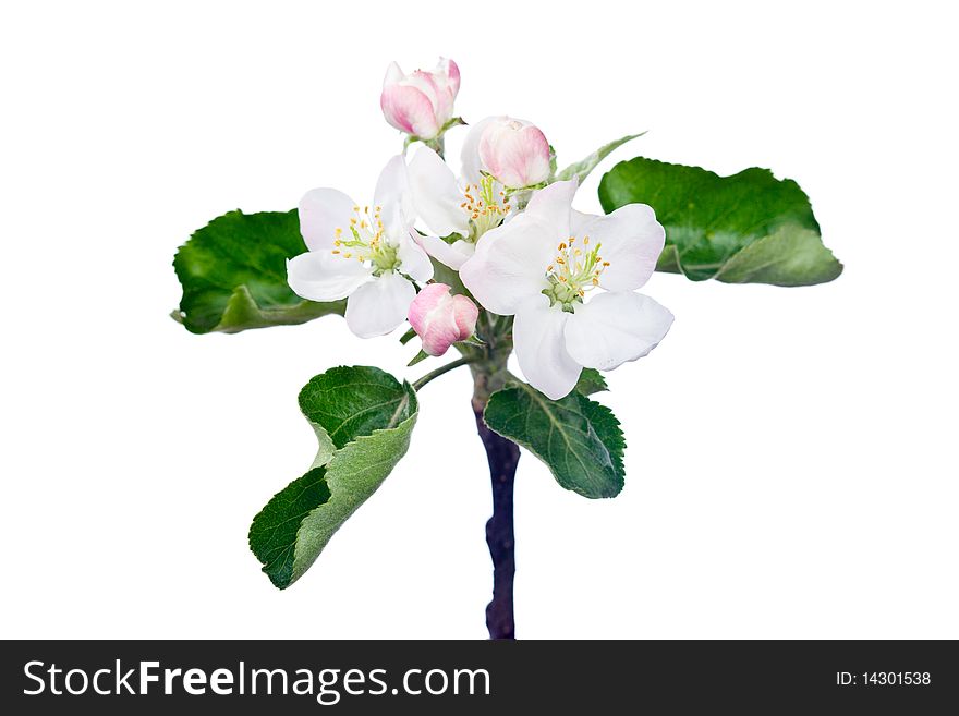 Apple blossom close-up isolated on white. Apple blossom close-up isolated on white