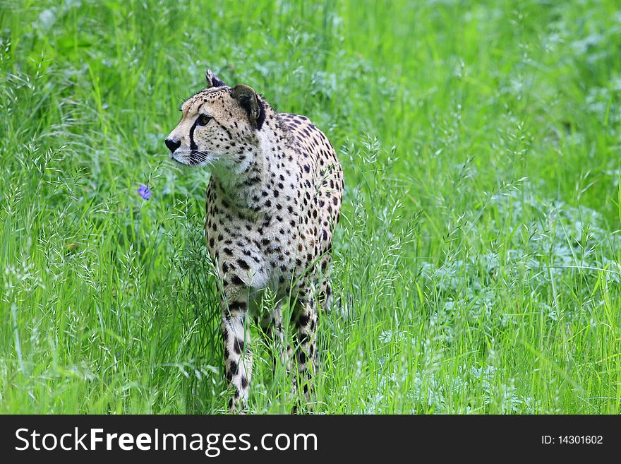 A photo of a cheetah