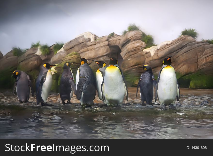 Penguins in zoo at water. Penguins in zoo at water
