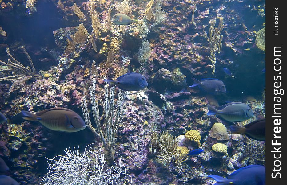 Aquarium life with exotic decorative fishes. Aquarium life with exotic decorative fishes