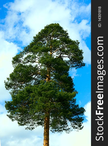 Pines against the turquoise sky. Pines against the turquoise sky