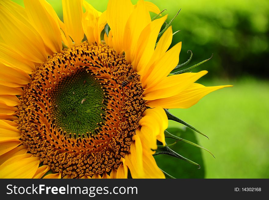 Sunflower & flying bee