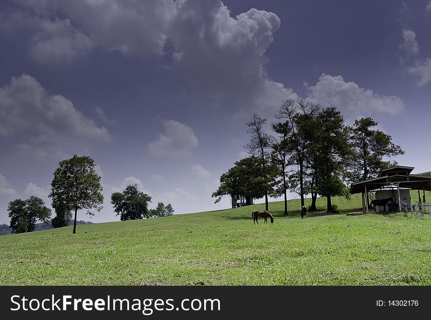 Horse Farm On Hill Landscape