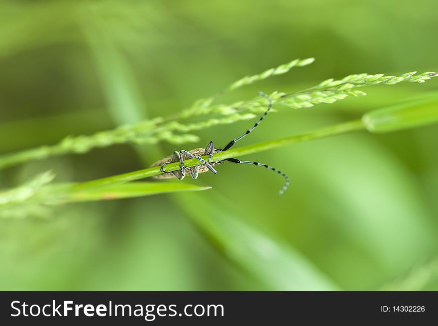 Green grass background with insect, selective focus