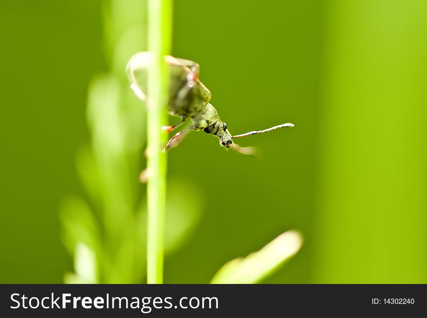 Beetle Sitting On Blade Of Grass